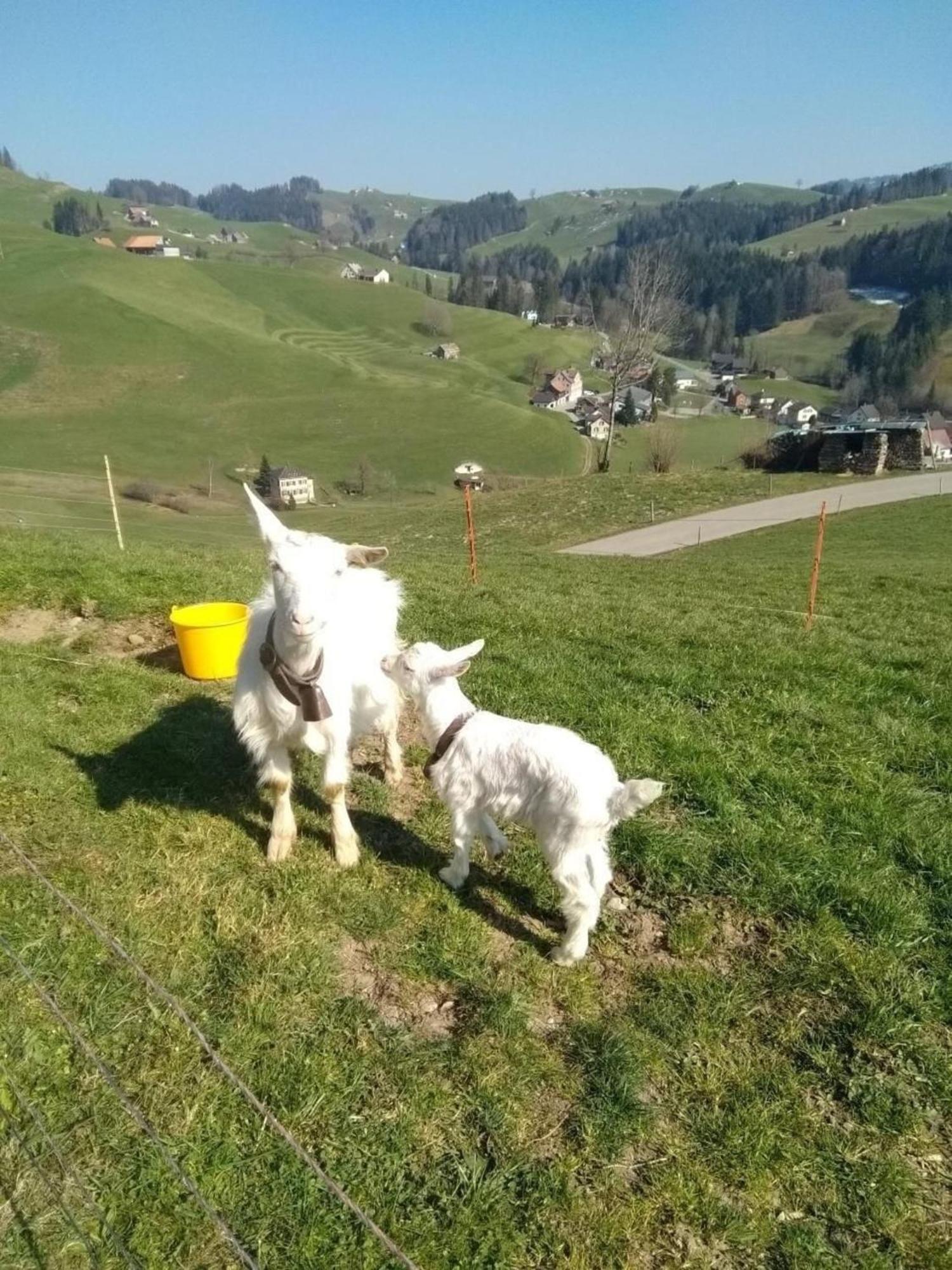 Sankt PeterzellBauernhof Hasenbueelアパートメント エクステリア 写真